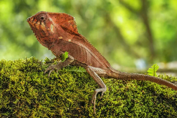 Masculino Liso Capacete Iguana Corytophanes Cristatus Sentado Log Costa Rica — Fotografia de Stock