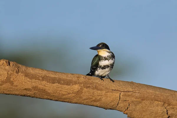 哥斯达黎加 一只绿色的雌性翠鸟栖息在一棵树上 — 图库照片