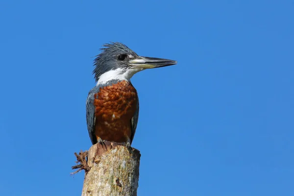 Ringed Kingfisher Megaceryle Torquata Seduto Palo Legno Costa Rica — Foto Stock