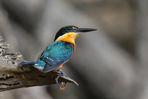 Amerikanischer Zwergeisvogel Chloroceryle Aenea Hockt Auf Einem Stock Costa Rica — Stockfoto