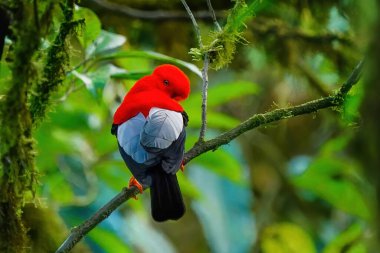 Erkek Andean kayanın horozu (Rupicola Peruvianus) bir ağaçta oturuyor