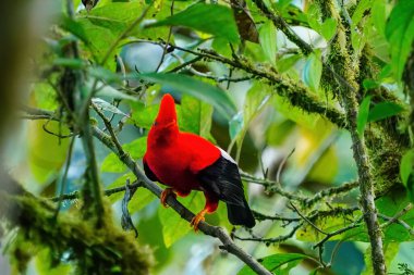 Erkek Andean kayanın horozu (Rupicola Peruvianus) bir ağaçta oturuyor