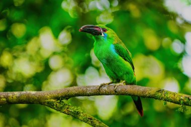 Kırmızı popolu Toucanet (Aulacorhynchus haematopygus) bir ağaçta oturuyor