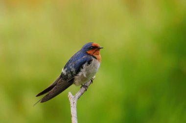 Bir sopa üzerinde oturan Swallow (Hirundo tahitica) hoş geldiniz