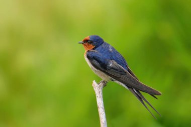 Bir sopa üzerinde oturan Swallow (Hirundo tahitica) hoş geldiniz
