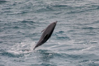 Kaikoura, Yeni Zelanda yakınındaki sudan Gölgeli yunus leaing. Kaikoura izlemek ve yunuslarla yüzmek için popüler bir turistik yer.