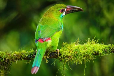 Kırmızı popolu Toucanet (Aulacorhynchus haematopygus) bir ağaçta oturuyor