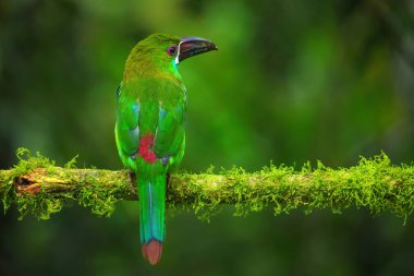 Kırmızı popolu Toucanet (Aulacorhynchus haematopygus) bir ağaçta oturuyor