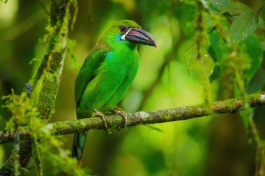 Kırmızı popolu Toucanet (Aulacorhynchus haematopygus) bir ağaçta oturuyor