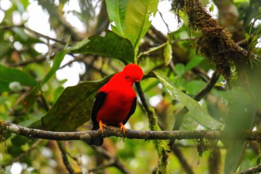 Erkek Andean kayanın horozu (Rupicola Peruvianus) bir ağaçta oturuyor