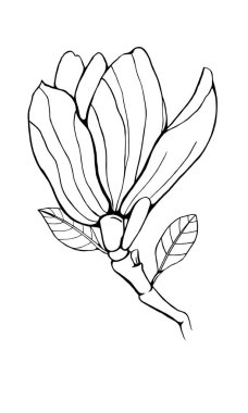 Beyaz arka plan üzerinde izole Manolya çiçek. Kontur stili çiçek öğe. El çizim vektör çizim