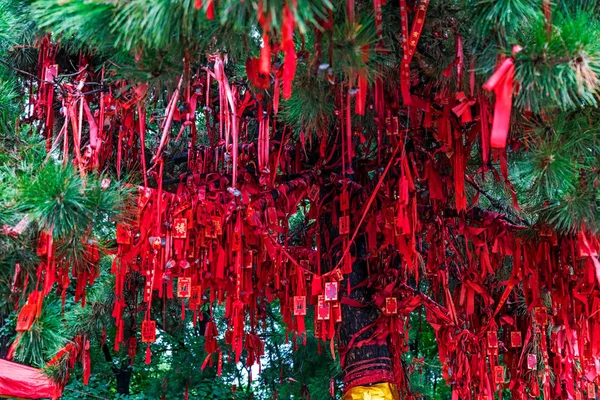Denfeng Cina Luglio 2017 Alberi Fortunati Nel Tempio Shaolin Kungfu — Foto Stock