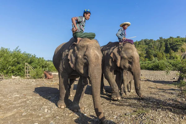 Ngapali ミャンマー 2017年1月6日 ミャンマーの緑の丘の象のキャンプ カローで象に乗る人々 — ストック写真