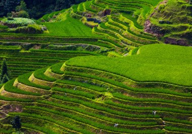 Guangxi, Çin 'deki Yaoshan Dağı' nda Longji Rice terasları. 