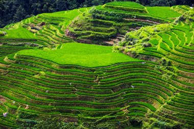 Guangxi, Çin 'deki Yaoshan Dağı' nda Longji Rice terasları. 