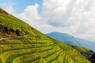 Longji pirinç terasları, Çin