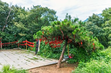Denfeng, Çin - 29 Temmuz 2017: Shaolin Kungfu Tapınağı 'ndaki şanslı ağaçlar, Dengfeng Şehri, Henan Eyaleti' nin Song Dağı bölgesinde, Cennetin altındaki bir numaralı tapınak olarak bilinir..