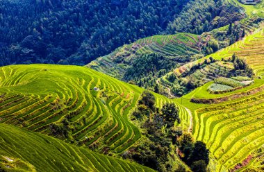 Longji pirinç terasları, Çin