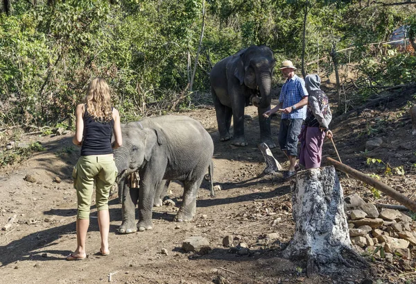 Ngapali Myanmar Junio 2017 Gente Montando Elefante Campo Elefante Del —  Fotos de Stock