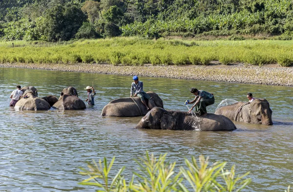 Ngapali ミャンマー 2017年1月6日 ミャンマーのカローの緑の丘の谷象のキャンプで ストリーム内の救助された伐採象の入浴 — ストック写真