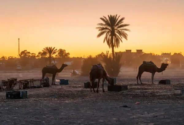 Kamele Der Sahara Nahe Dem Dorf Merzouga — Stockfoto