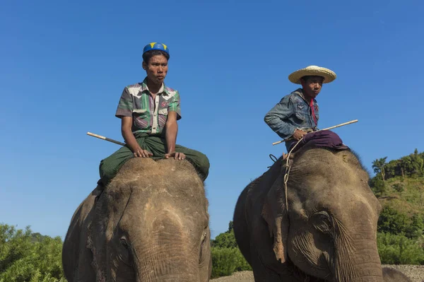 Ngapali ミャンマー 2017年1月6日 ミャンマーの緑の丘の象のキャンプ カローで象に乗る人々 — ストック写真
