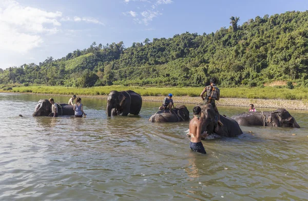 Ngapali Myanmar January 2017 Mahout Bathing Rescued Logging Elephant Stream — Stock Photo, Image