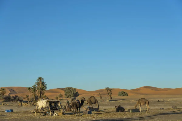 Camellos Desierto Del Sahara Cerca Del Pueblo Merzouga — Foto de Stock