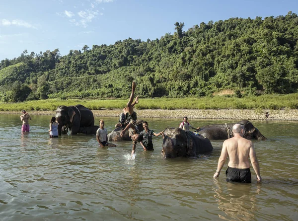 Нгапали Мьянма Января 2017 Года Лагерь Слонов Зеленой Долины Калау — стоковое фото