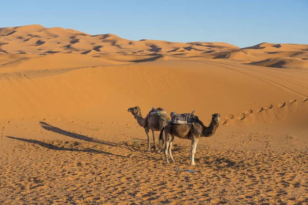 Пустеля Сахара Біля Села Мерзуґа — стокове фото
