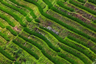 Guangxi, Çin 'deki Yaoshan Dağı' nda Longji Rice terasları. 