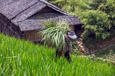 Guilin, Çin - 3 Ağustos 2017: Longji Nine Dragon pirinç teraslarındaki küçük bir köyde işçiler, dünyanın en eski pirinç teraslarından biri. 