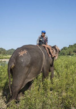 NGAPALI, MYANMAR - 6 Ocak 2017: Yeşil Tepe Vadisi Fil Kampı Kalaw, Myanmar Burma 'da insanlar file biniyor