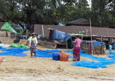 NGAPALI, MYANMAR - 5 HAZİRAN 2017; sahilde çalışan kadınlar güneşte taze balık kurutmak için. Balık satmak Ngapali halkının ana geliridir. 