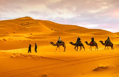 Merzouga, Fas - 28 Aralık 2017: Merzouga köyü yakınlarındaki Sahra çölünde develer.