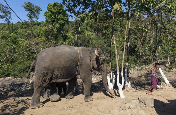 Ngapali Myanmar Junio 2017 Green Hill Valley Elephant Camp Kalaw —  Fotos de Stock