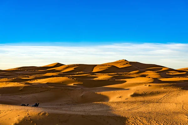 Cammelli Nel Deserto Del Sahara Vicino Villaggio Merzouga — Foto Stock