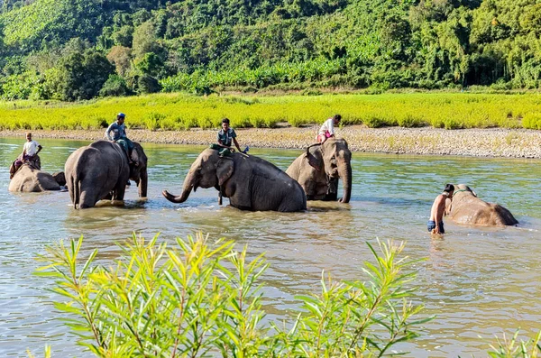 Ngapali Myanmar January 2017 Green Hill Valley Elephant Camp Kalaw — Fotografia de Stock