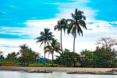 Palmiyeleri ve mavi gökyüzü olan tropik bir sahil.