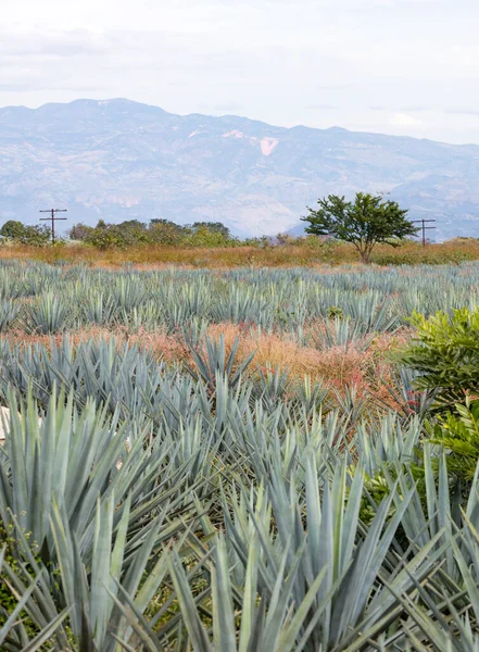 Campo Agave Azul Cerca Santiago Tequila Jalisco México —  Fotos de Stock