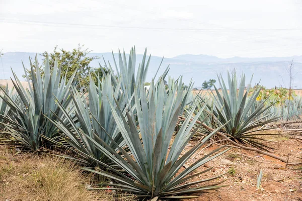 Cactus Desierto — Foto de Stock