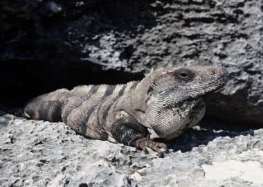 Galapagos adaları, ekvator: iguana