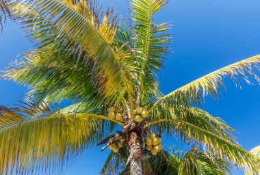 Mavi gökyüzü arka planında palmiye ağacı