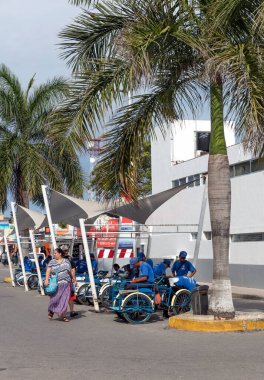 Barselona şehrinin palmiyesi