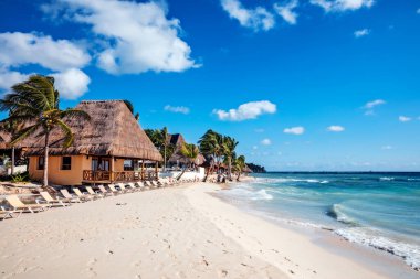 Kumlu sahilde palmiyeler ve tropikal palmiye ağaçları