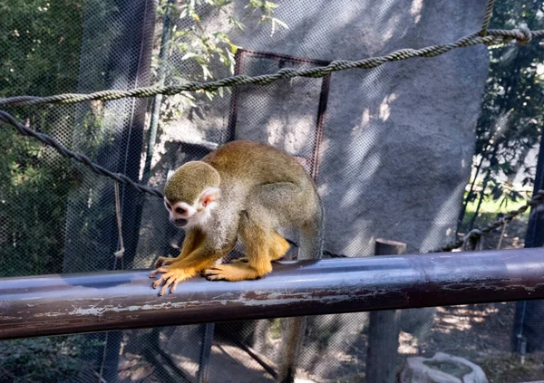 Guadalajara Mexico Januari 2016 Zoo Guadalajara Als Eerste Echte Dierentuin — Stockfoto