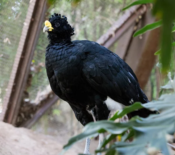 Guadalajara Mexico Januari 2016 Fågel Guadalajara Zoo Som Den Första — Stockfoto