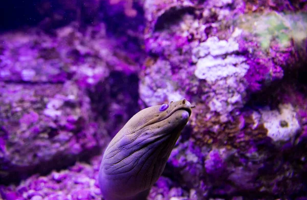 Uma Tartaruga Mar Rosa Aquário — Fotografia de Stock