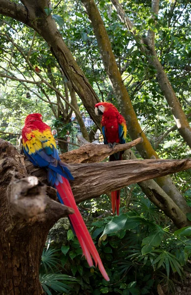 Papagaios Arara Zoológico — Fotografia de Stock