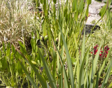 Bahçedeki yeşil çimenler